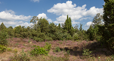 Het Nationaal Park Sallandse Heuvelrug